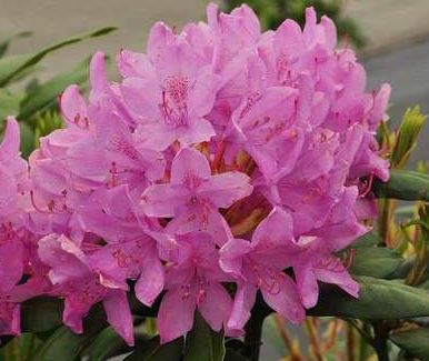 Kwekerij "De Beek"  Rhododendron Roseum Elegans